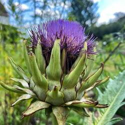 Artischocke