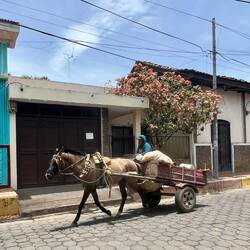 Pferdekarren sind ein wichtiges Transportmittel in León 🐴