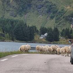 Wackelnde Schafpopos