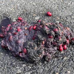 Bear poo!