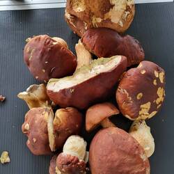 Eine schöne Sammlung.