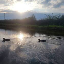 The ducks enjoyed the food I had and followed us
