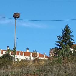 This is a Stork next. I have referred it previously as a Cranes nest.