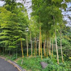 A small bamboo forest in honour of the Emperor