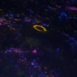 Moving images projected onto the ceiling