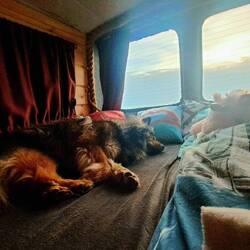 Für alle die sich jemals gefragt haben wie wir schlafen ... 1/3 💃 und 2/3 🐶