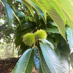 Sweet Chestnut or Spanish Chestnut