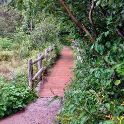 Haunted Woods path bridge