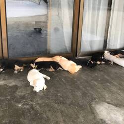 Unsere 8 Hundewelpen-Nachbarn