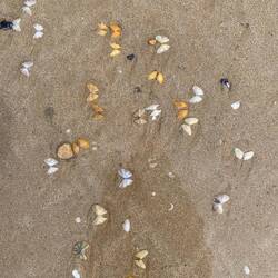 So viele Schmetterlinge!🤩😅