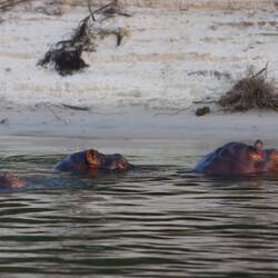 Davon gibt es in Chobe mehr