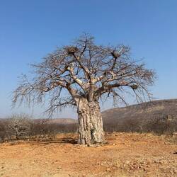 Von Opuwo in Richtung Angola. Stop bei diesem Prachtexemplar von Boabab.