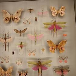 Feen gibt es wirklich