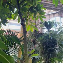 Observatory at Botanical Gardens