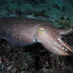 The cuttlefish I almost ate for dinner tonight.