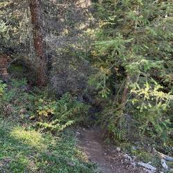 Offizieller Trail - Durchs Gebüsch über Stock und Stein