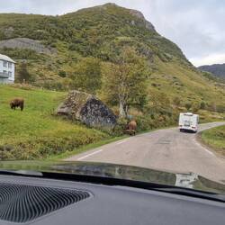 Achtung Ochsen auf der Straße und ausnahmsweise keine auf 4 Rädern.