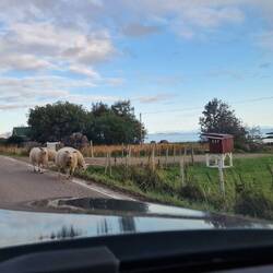 Und wieder mal ein paar Schafe, heute zum Glück nur am Rand.