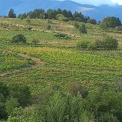 Harvesting grapes by hand.