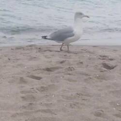 Den Möven zuschauen und dem Meer lauschen