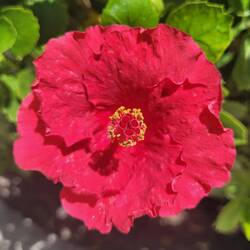 Hibiskusblüte - in allen Farben ❤️