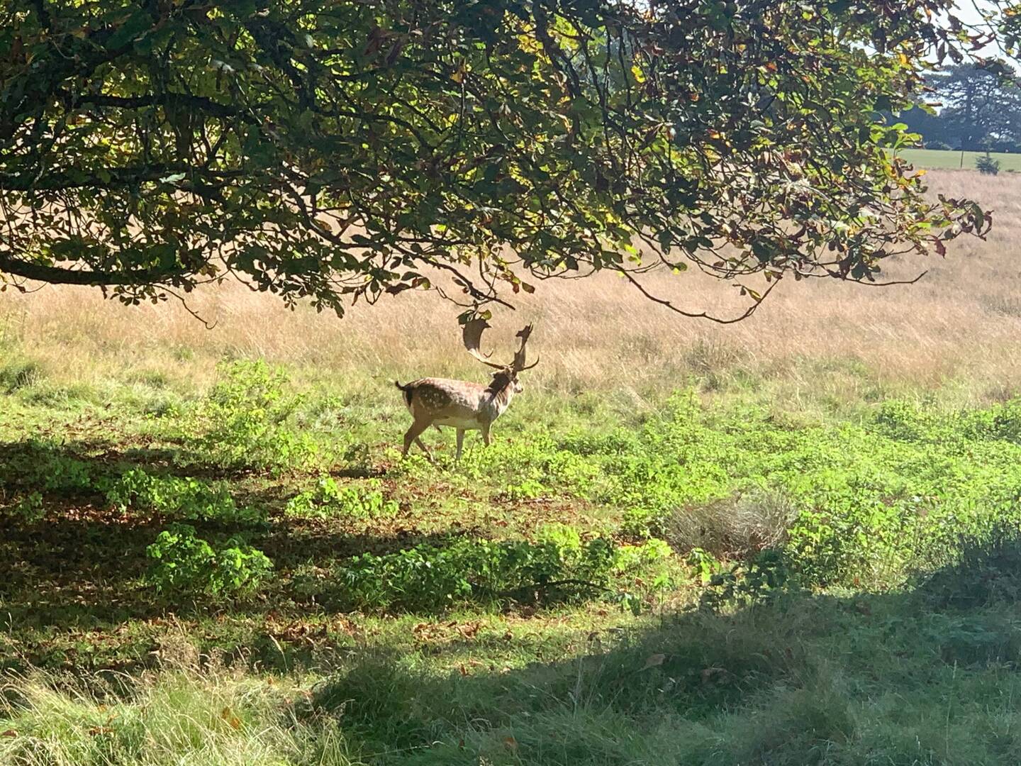 Petworth Deer Park - yes there are deer