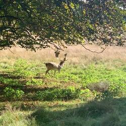 Petworth Deer Park - yes there are deer