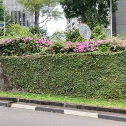 Lots of flowers lining the roads