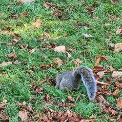 "Squirrel !!!"