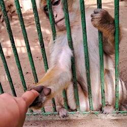 Die Äffchen haben mir schon Leid getan...