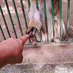 Der wurde richtig sauer als er merkte das ich kein Futter habe ...