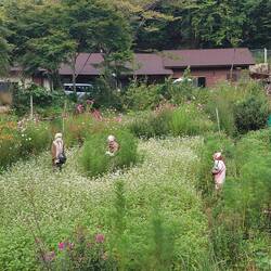 SCARECROW VILLAGE - IN THE FIELDS