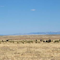If you zoom in you can just see the mustangs