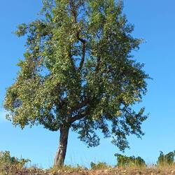 This is a huge Pear tree.