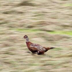 Red Grouse in action! No Photoshop 👍