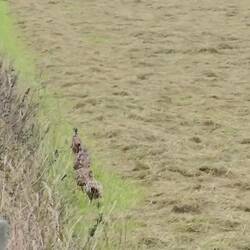 Red Grouse family