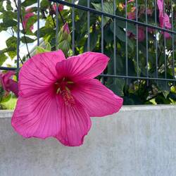 Für Volkhild, sagt Lena.