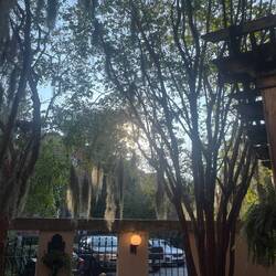 Beautiful spanish moss covering the trees