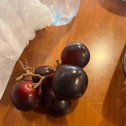 Muscadine grape native to southeastern USA