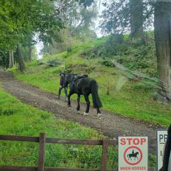 Better shot of the horse.