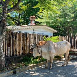 Ochsenkarren im Zentrum 🤷‍♀️