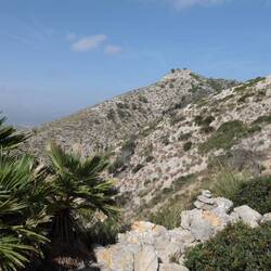 Palme am Berg. Hat was.