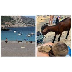 Die sind richtig frech, die Viecher!