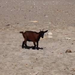 Strand Patrouille im Anmarsch..