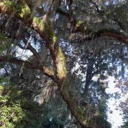 The majestic moss covered trees