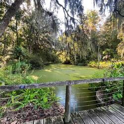 Swamp on the property