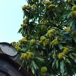 Maroni-Baum an unserer Übernachtungshütte