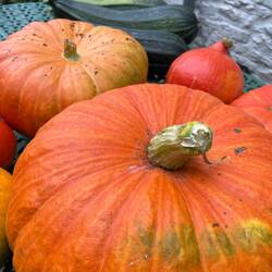 Pumpkin and zucchini