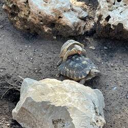 All of the tortoises were at it!