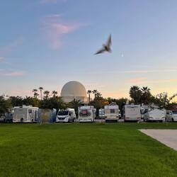 I got a bat shot! Van to the right, dwarfed by all the motorhomes